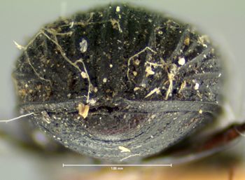 Media type: image;   Entomology 8103 Aspect: pygidium